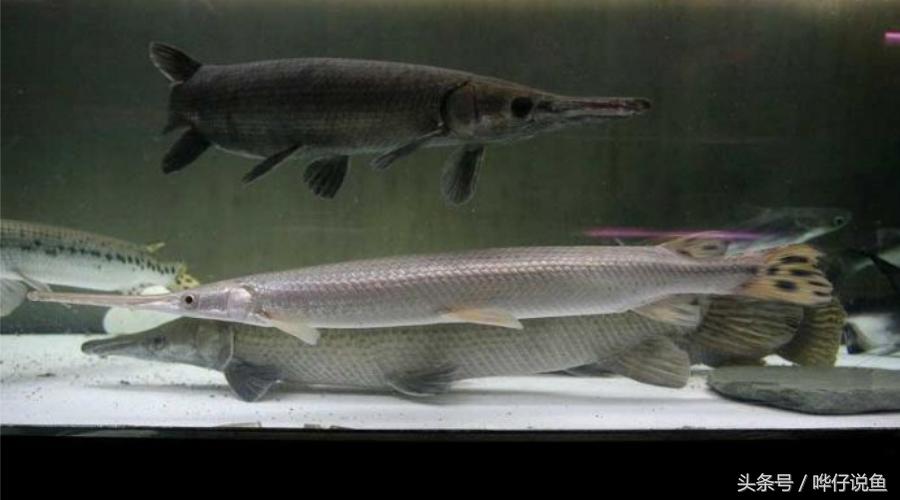 火箭鱼种类大全,火箭鱼有多少品种