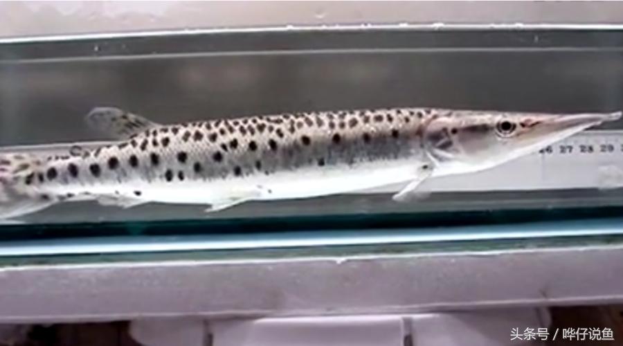 火箭鱼种类大全,火箭鱼有多少品种