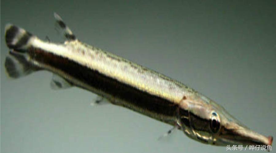 火箭鱼种类大全,火箭鱼有多少品种