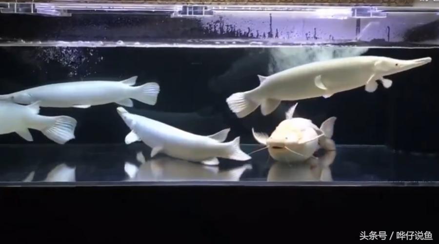 火箭鱼种类大全,火箭鱼有多少品种