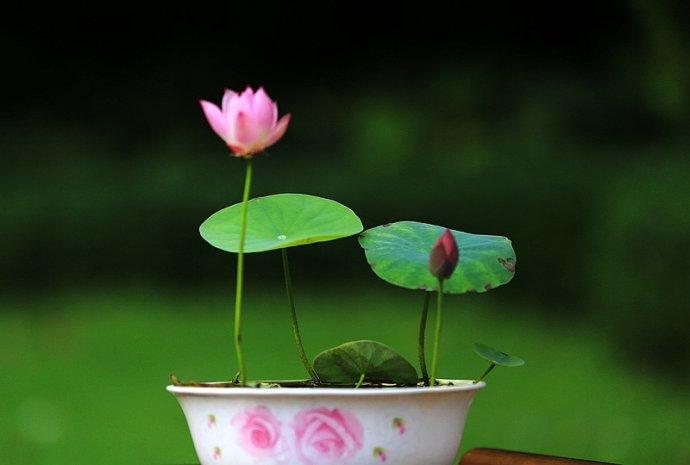 想要碗莲开花一盆种几颗,想要养好碗莲记住这几句口诀