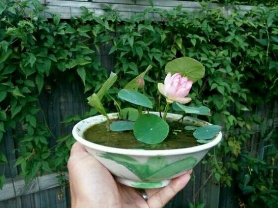 想要碗莲开花一盆种几颗,想要养好碗莲记住这几句口诀