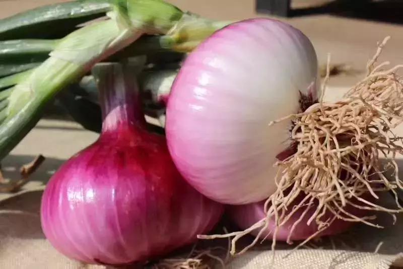 西昌20万吨洋葱在等待，与政府一起发力，别让洋葱相信眼泪！