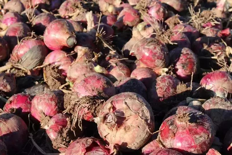 西昌20万吨洋葱在等待，与政府一起发力，别让洋葱相信眼泪！