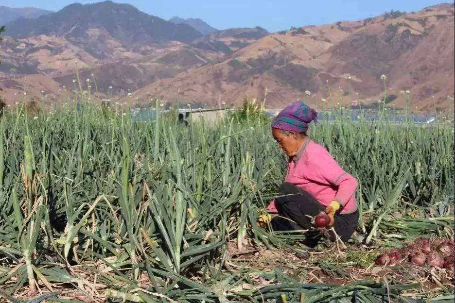西昌20万吨洋葱在等待，与政府一起发力，别让洋葱相信眼泪！