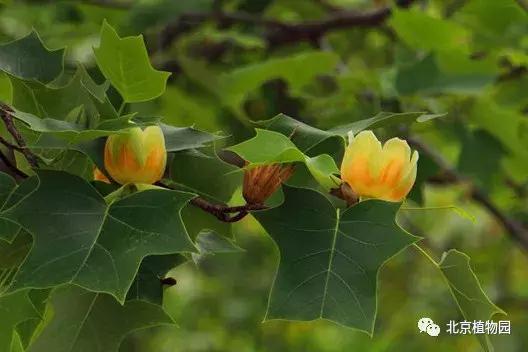 哪里的郁金香是最多的,郁金香生长在哪些国家地区