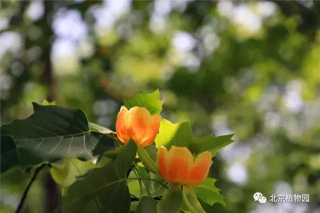 哪里的郁金香是最多的,郁金香生长在哪些国家地区