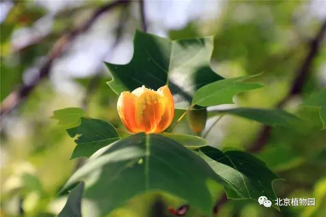 哪里的郁金香是最多的,郁金香生长在哪些国家地区