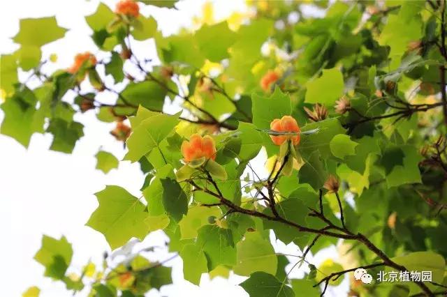 哪里的郁金香是最多的,郁金香生长在哪些国家地区