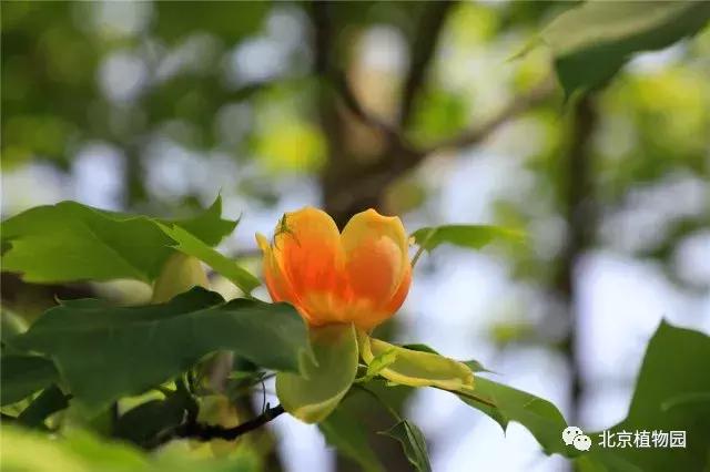 哪里的郁金香是最多的,郁金香生长在哪些国家地区