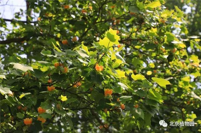 哪里的郁金香是最多的,郁金香生长在哪些国家地区