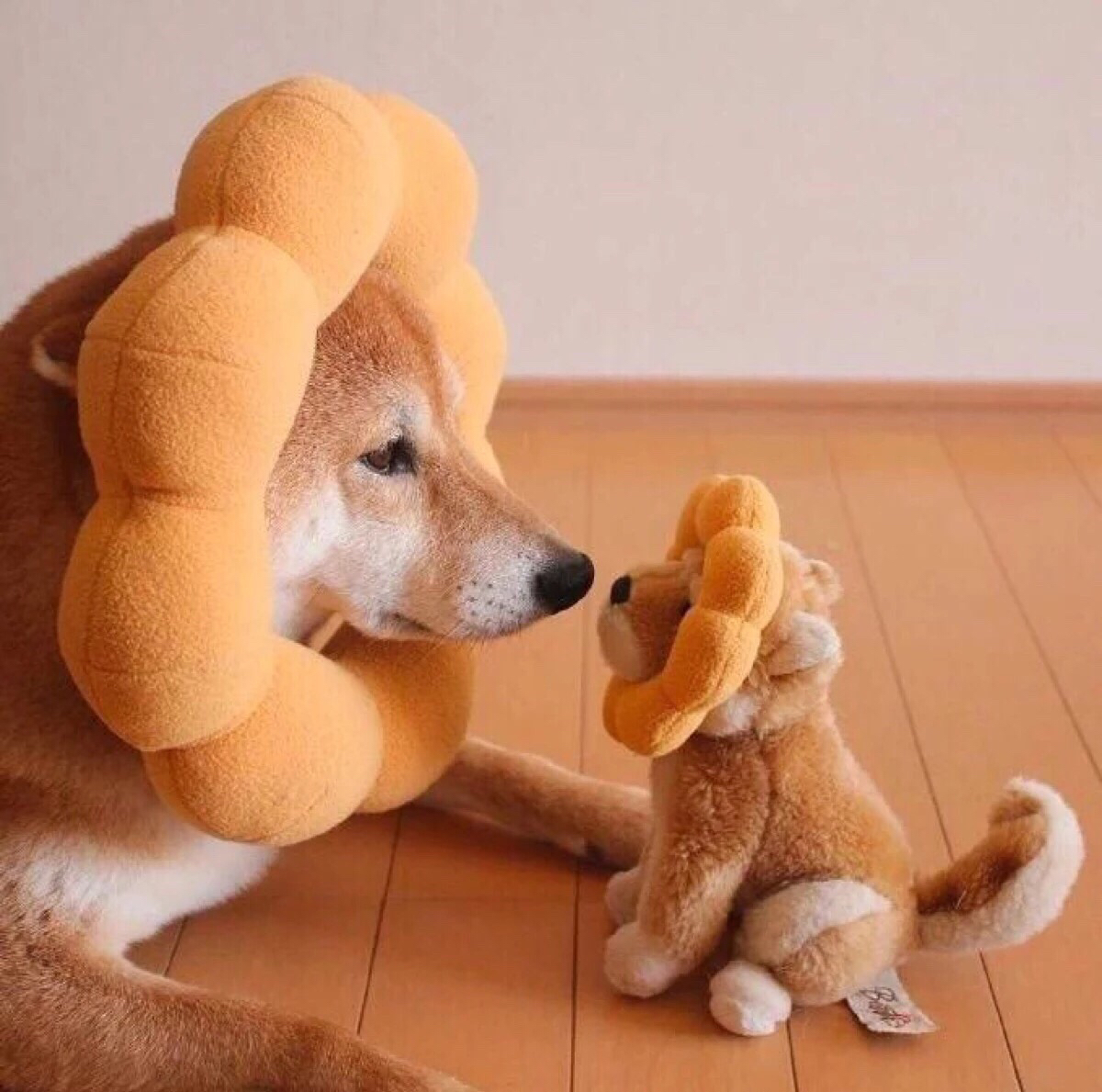 八阿哥重生穿越文,末世重生穿越文