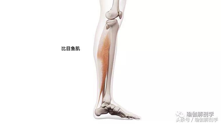 小腿肌肉僵硬太紧？这3套解决方案总有一套适合你！（收藏级）