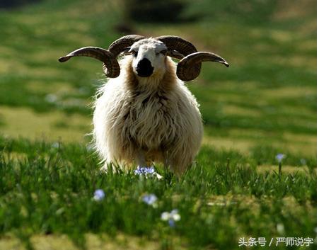 牛字的字源字形演变,羊字象形字的变化过程