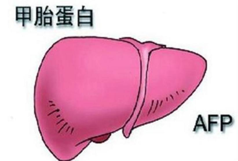 肝炎患者甲胎蛋白升高好吗,甲胎蛋白治疗肝炎