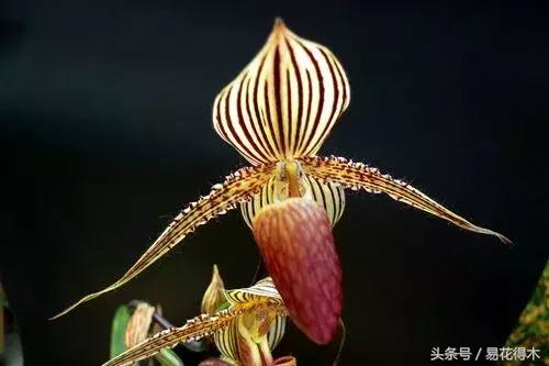 兰花品种兜兰,兰花草品种大全兜兰