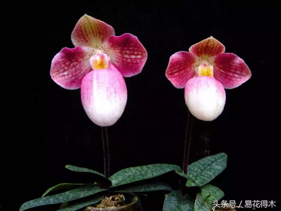 兰花品种兜兰,兰花草品种大全兜兰