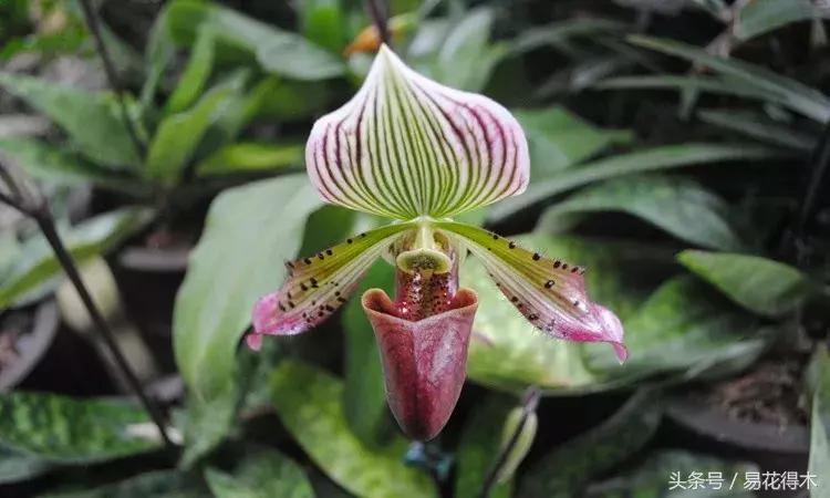 兰花品种兜兰,兰花草品种大全兜兰