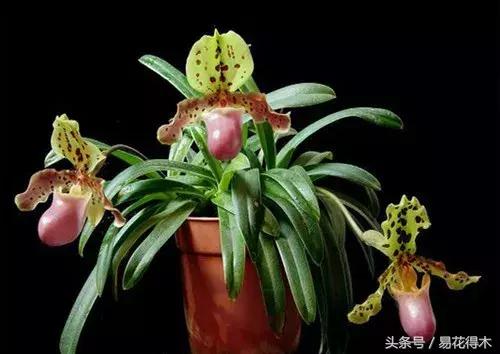 兰花品种兜兰,兰花草品种大全兜兰