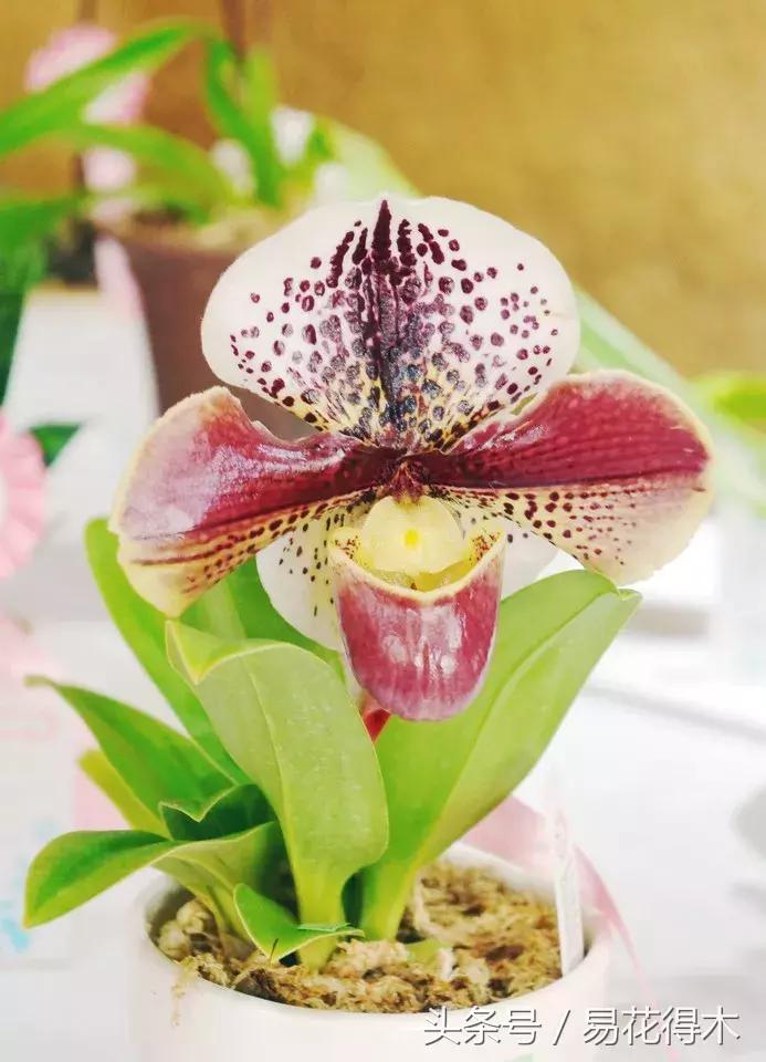 兰花品种兜兰,兰花草品种大全兜兰