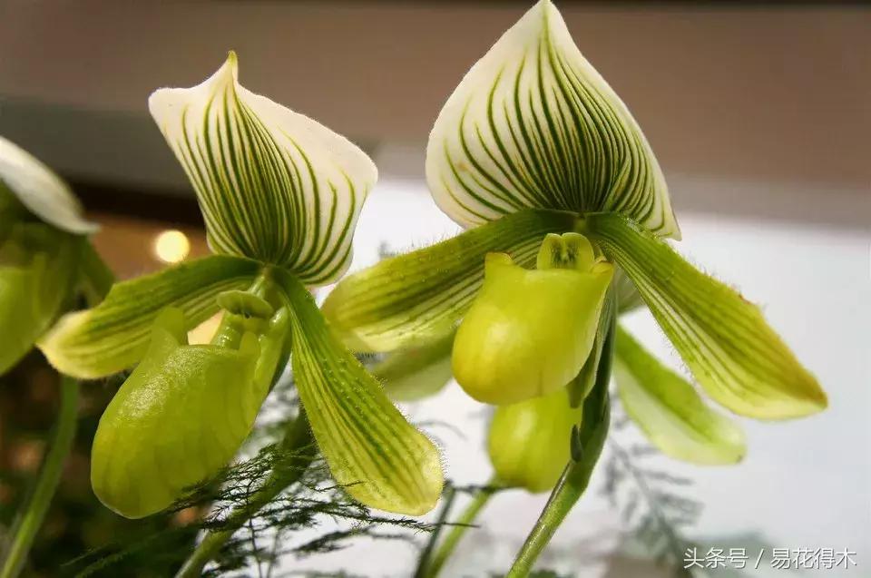 兰花品种兜兰,兰花草品种大全兜兰