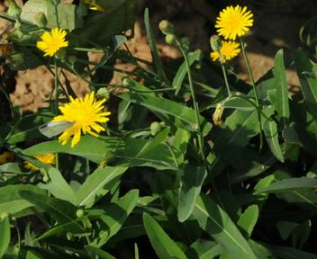 可种在盐碱地的菜，号“凤尾”，在蔬菜淡季上市，种植收益颇丰！
