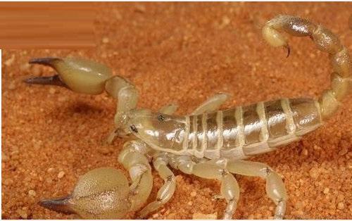 十大又恐怖又特别毒的灭绝虫子,世界上最毒的昆虫黑寡妇