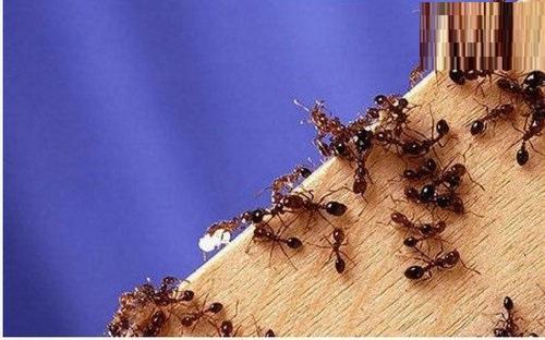 十大又恐怖又特别毒的灭绝虫子,世界上最毒的昆虫黑寡妇