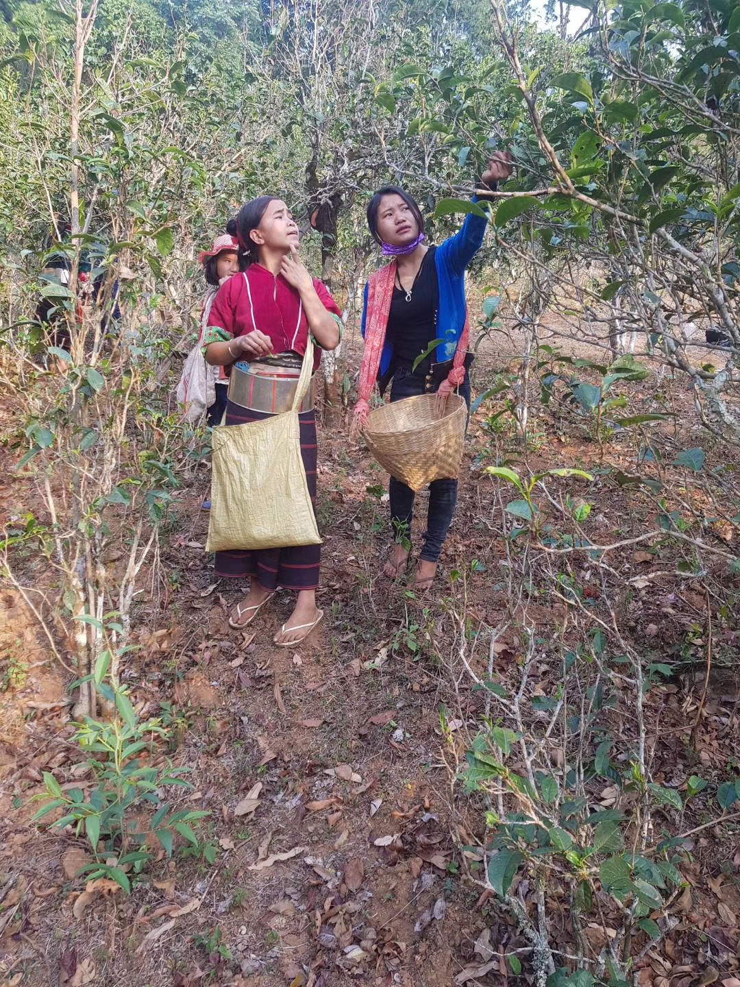 缅北做茶叶,缅北茶叶能喝吗