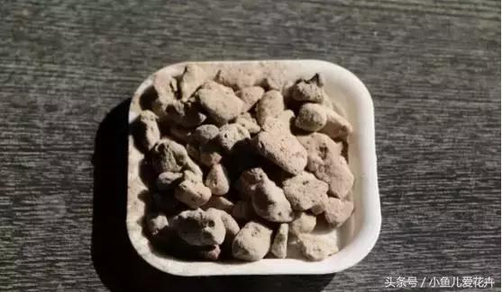 新手养肉肉最好用什么土,新手养肉配土