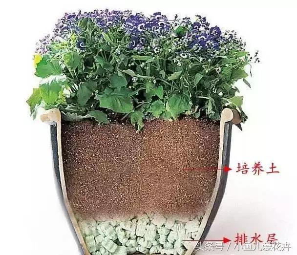 新手养肉肉最好用什么土,新手养肉配土