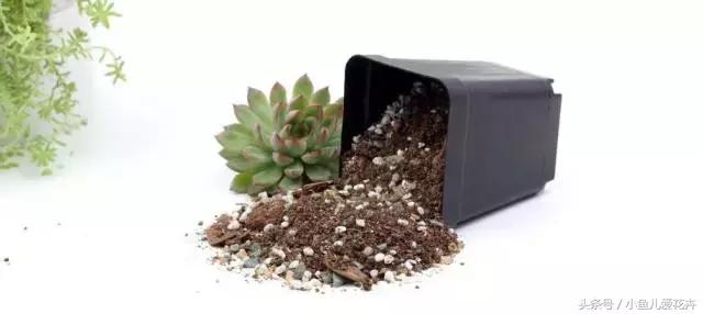 新手养肉肉最好用什么土,新手养肉配土