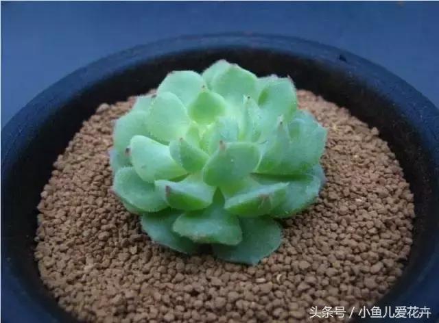 新手养肉肉最好用什么土,新手养肉配土