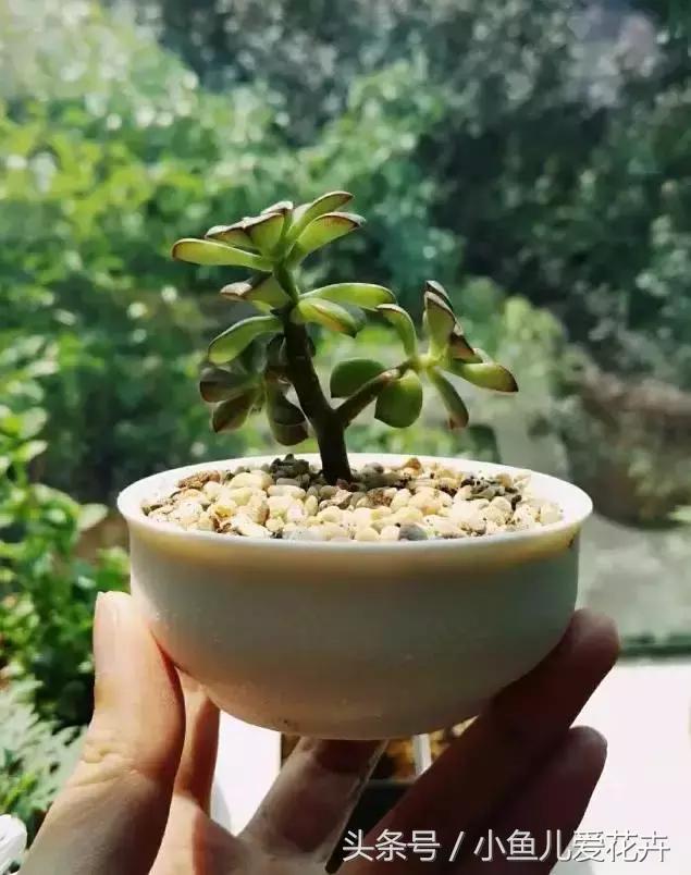 新手养肉肉最好用什么土,新手养肉配土