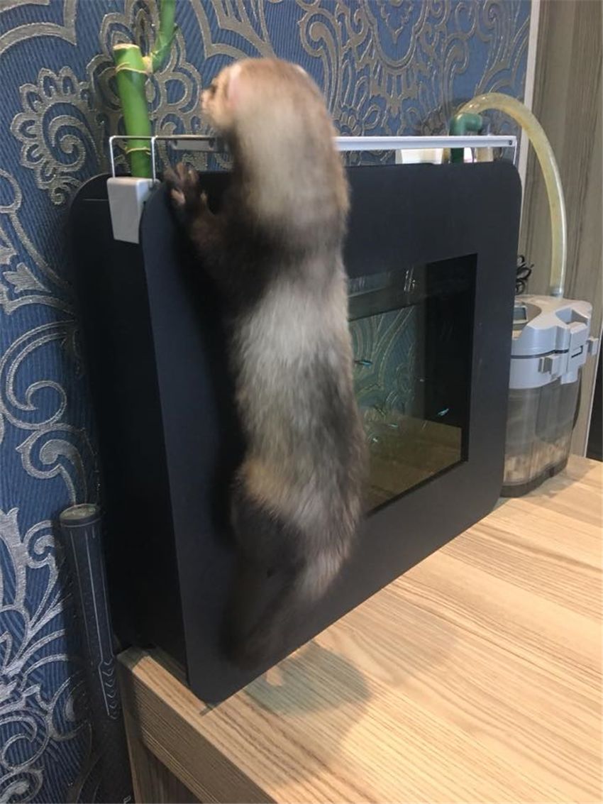 雪貂偷鱼,雪貂被偷吃