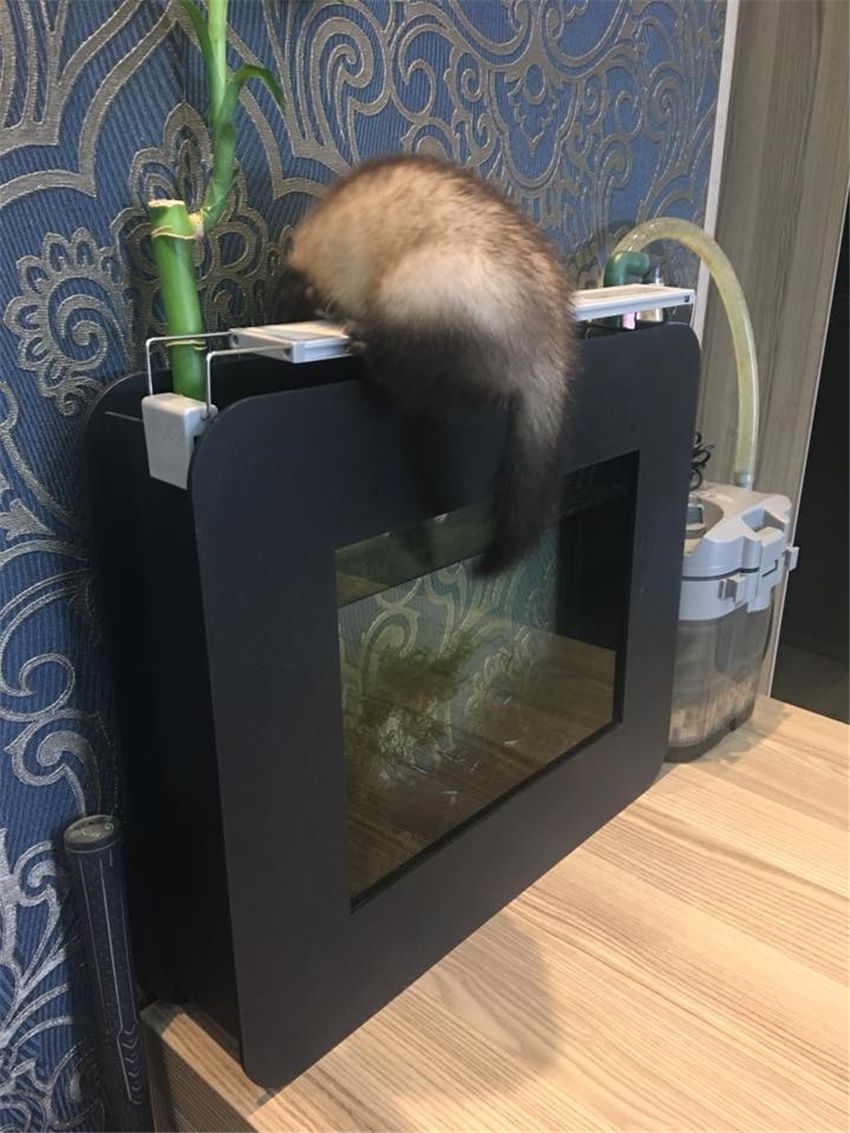 雪貂偷鱼,雪貂被偷吃