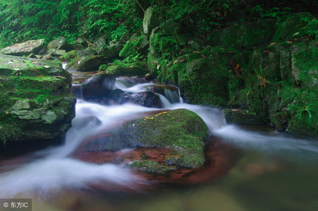 什么茶清热去火明目最好,儿童清热去火喝什么茶