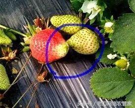 青头草莓花脸怎么办,草莓青头怎么补救图解