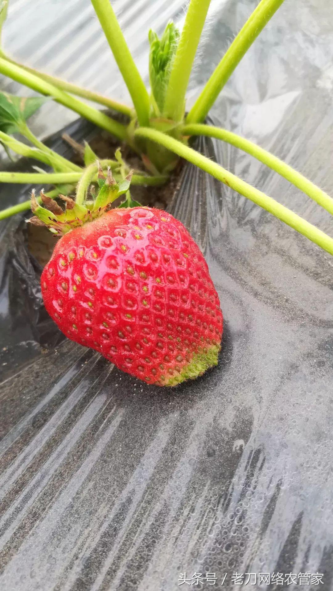 青头草莓花脸怎么办,草莓青头怎么补救图解