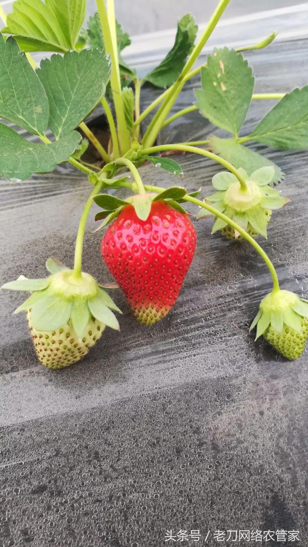 青头草莓花脸怎么办,草莓青头怎么补救图解