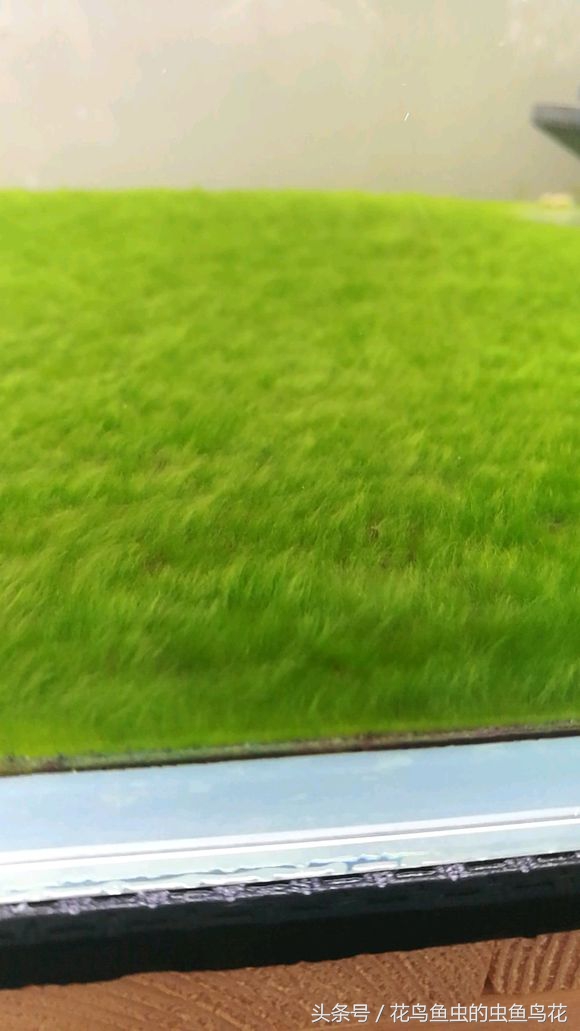 鱼缸养绿苔教程,鱼缸养绿苔方法