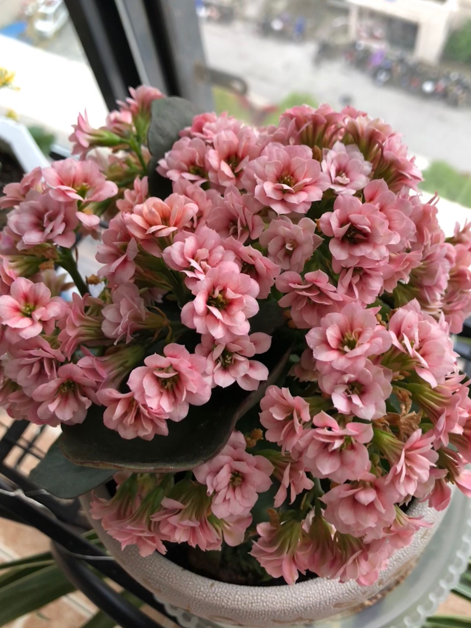 长寿花叶片又小又密集怎么办,长寿花叶子小而密开花少