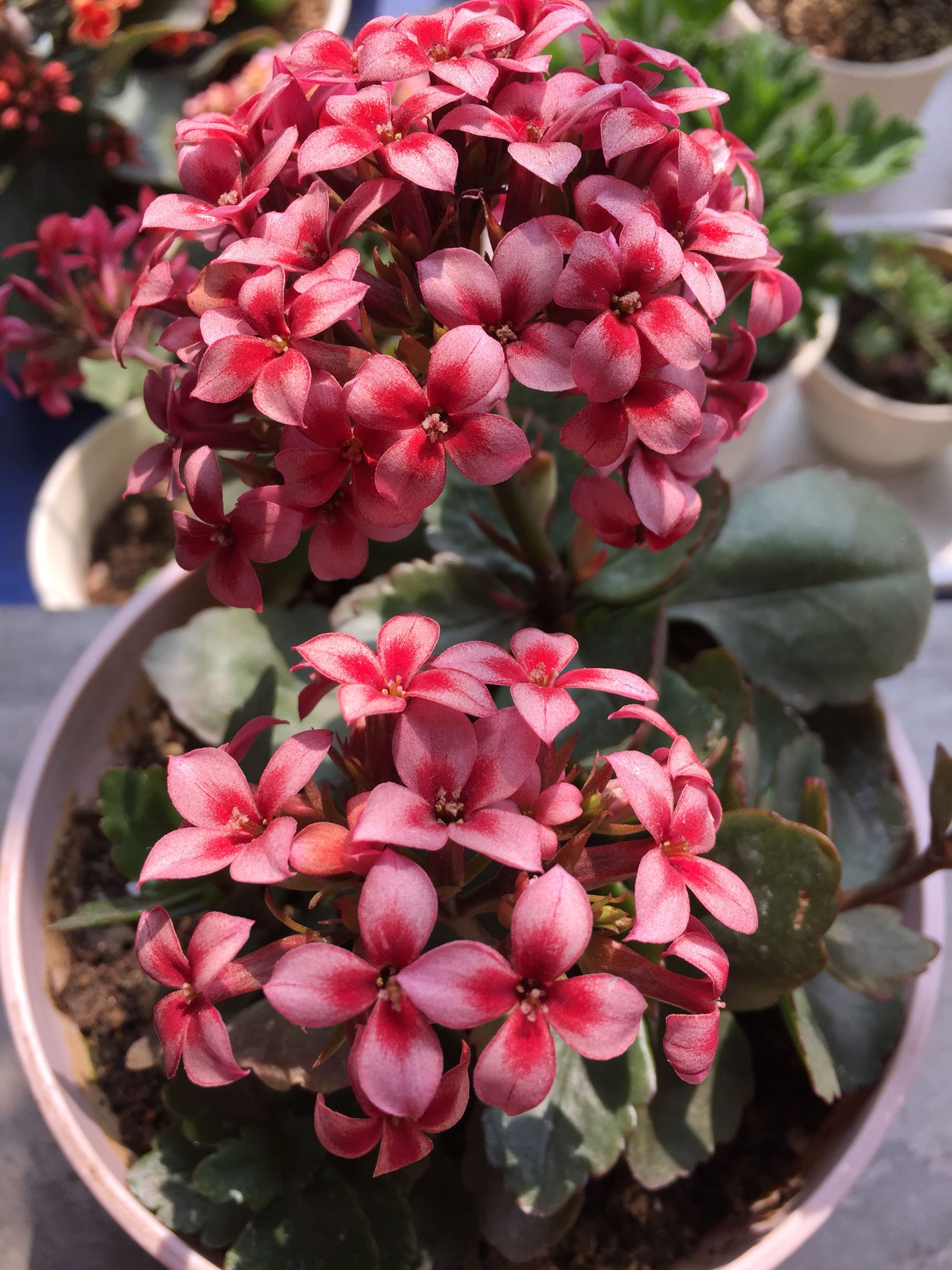 长寿花叶片又小又密集怎么办,长寿花叶子小而密开花少