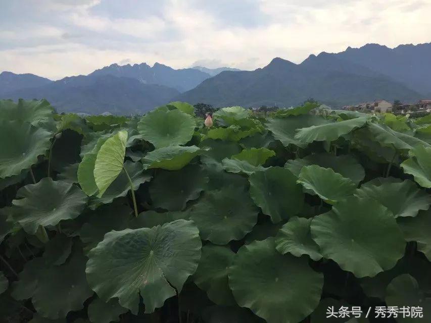 茶道养生课黄帝内经,黄帝内经茶道养生