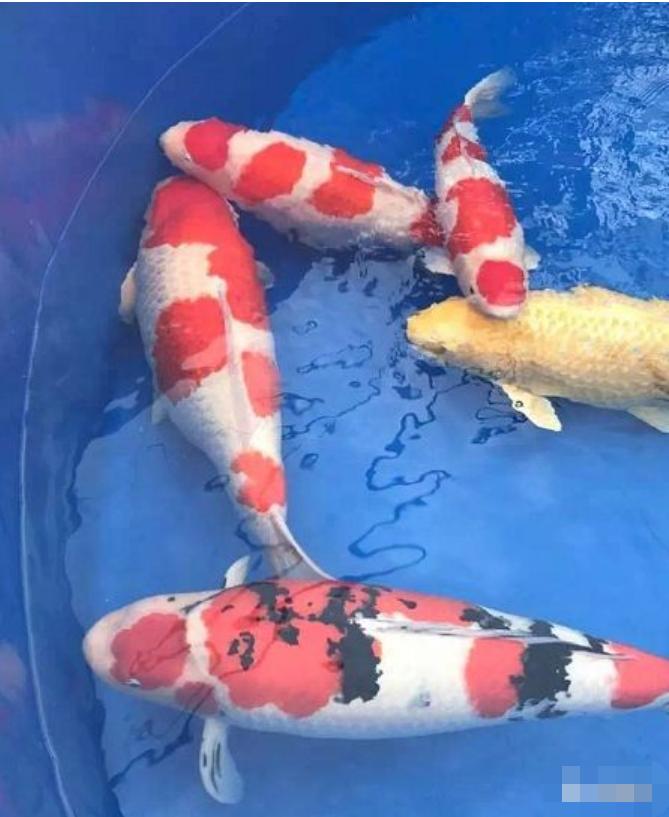 锦鲤怎样才能长得快,锦鲤喂什么饲料长得快