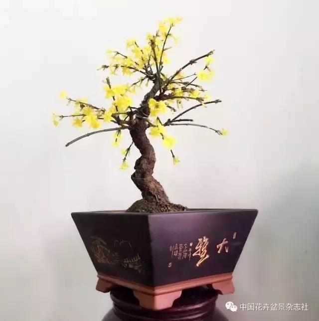 爱木盆景所有视频,爱木盆景修剪