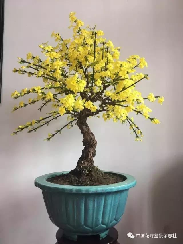 爱木盆景所有视频,爱木盆景修剪