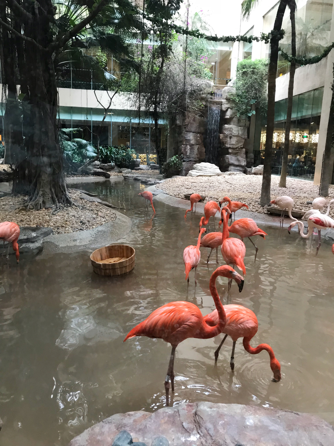 广州长隆熊猫酒店套票攻略,番禺长隆野生动物酒店住宿攻略