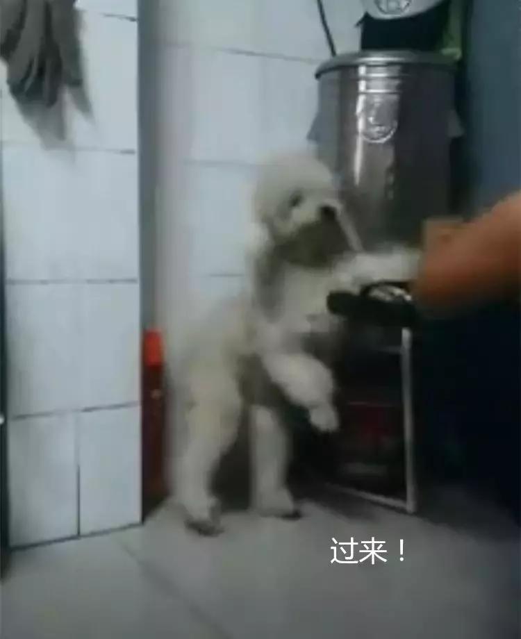 泰迪生气怎么管教,泰迪胆子太小出门乱叫发抖