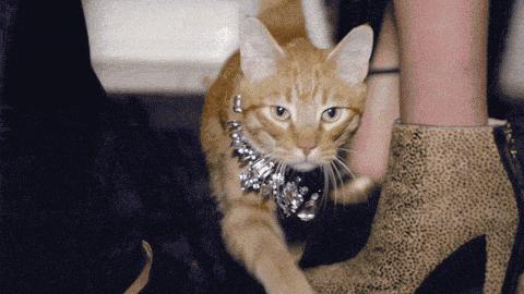 猫艺术名画,优雅的猫名画